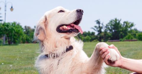 Friendly dog