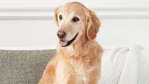 Happy dog