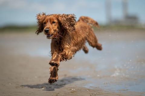 Happy brown dog running on the beach