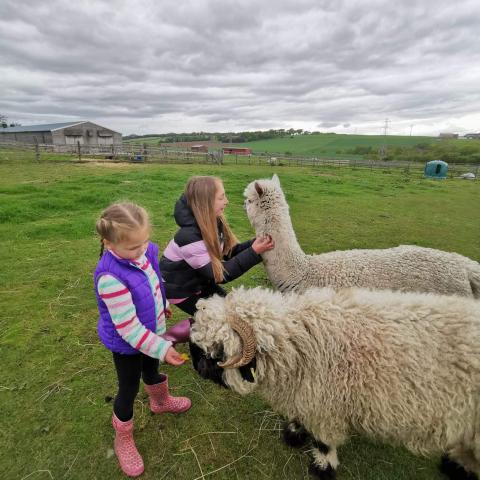 Girls walking alpacas