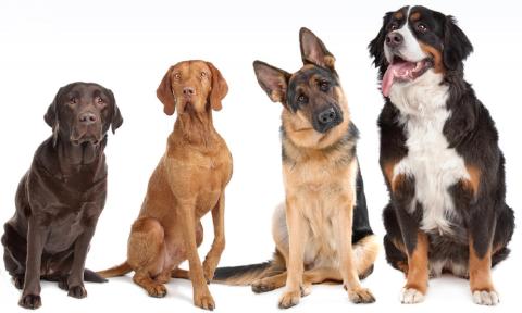 Dog Show
