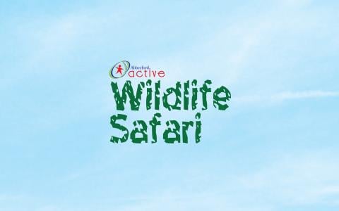 Wildlife Safari