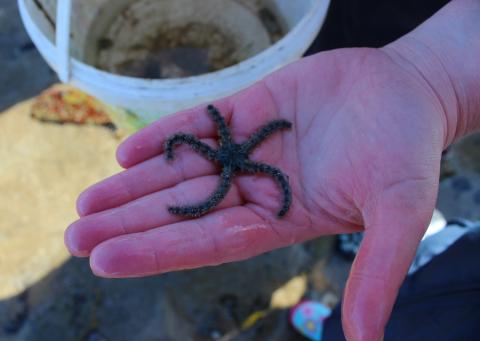 Rock Pool Safari