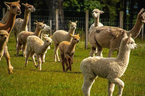 Alpacas