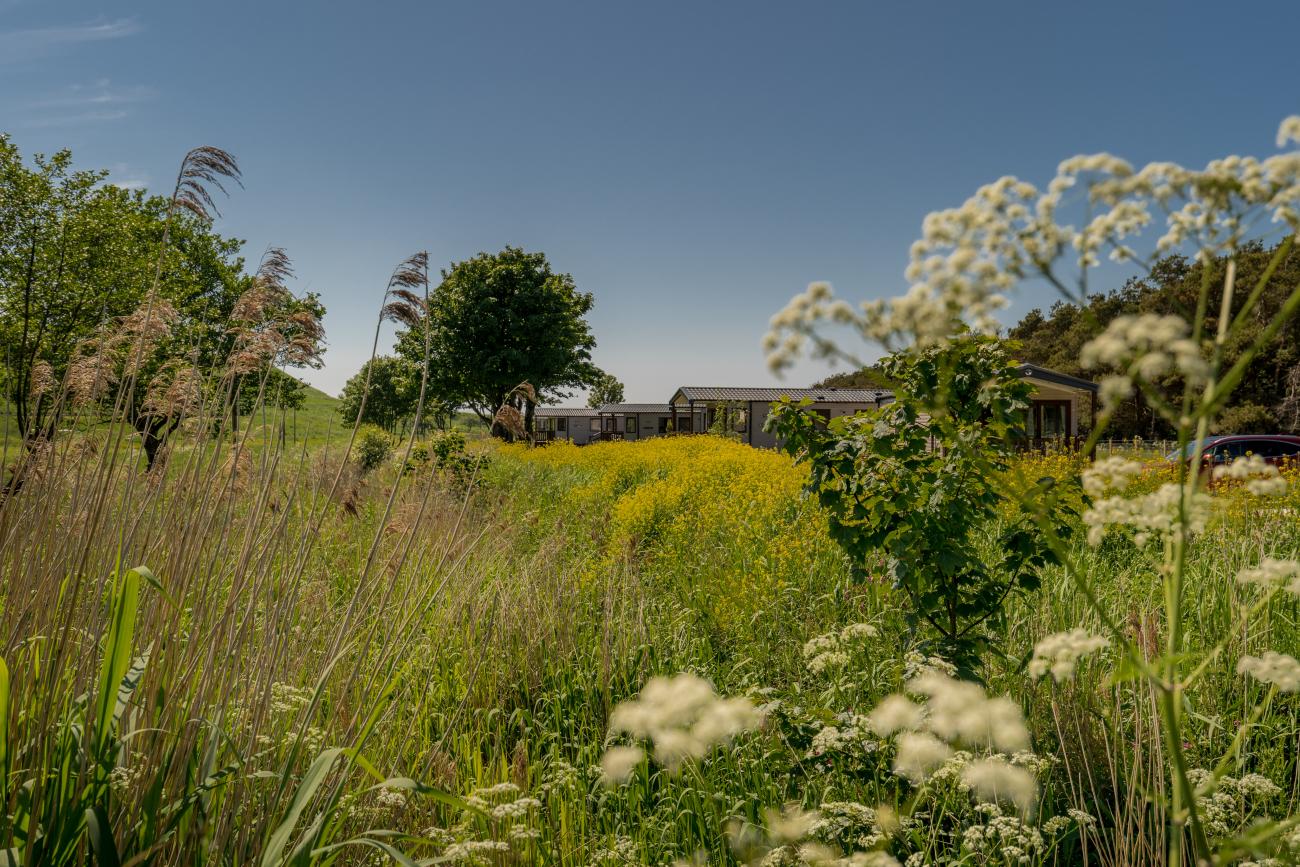 Castaway forest holiday homes nestled in a summer meadow with blue sky