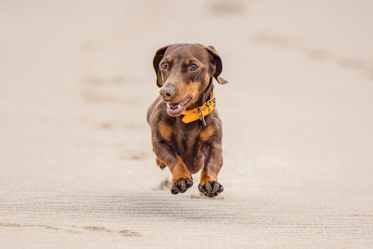 Dachshund Running Lower Largo Beach near Robinson Crusoe Cottages