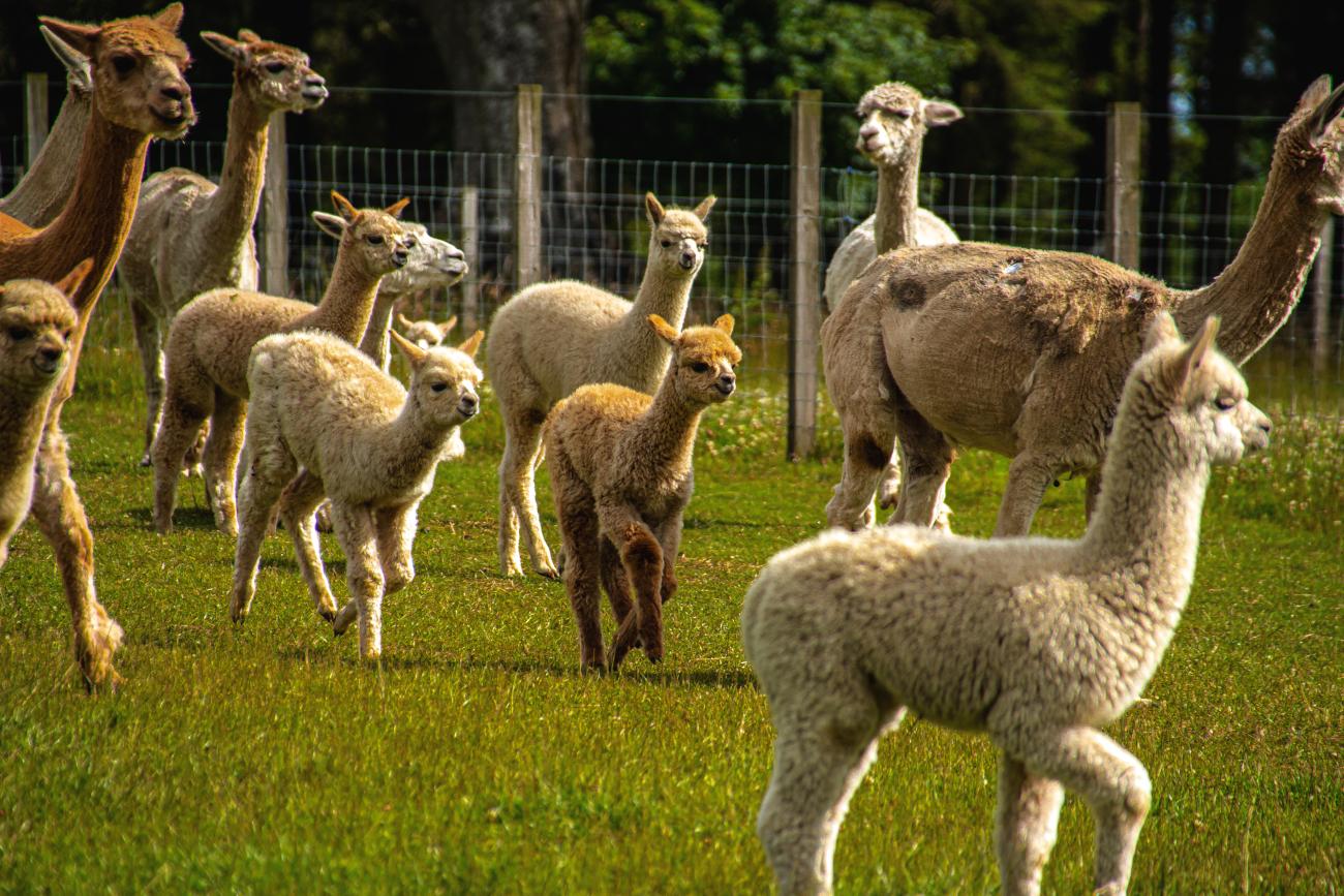 Alpacas