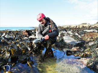 Jayson Byles from East Neuk Seaweed forages on the Fife shoreline